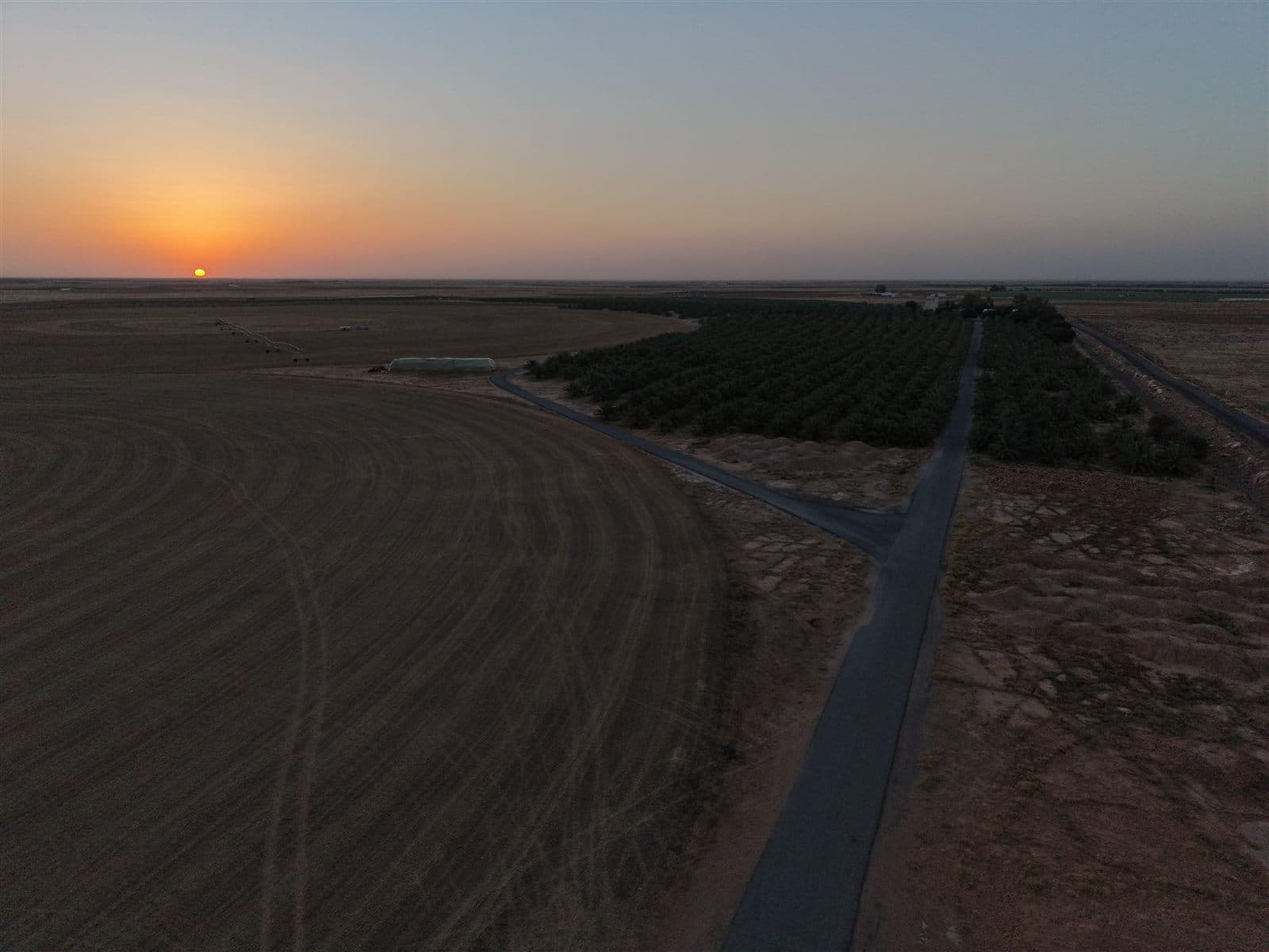Sukkari Najed Ranch palm plantation